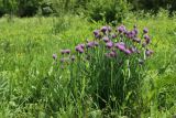Allium schoenoprasum
