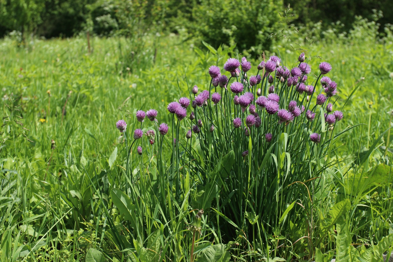 Изображение особи Allium schoenoprasum.