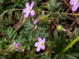 Geranium purpureum. Часть цветущего растения, справа внизу часть побега Galium. Крым, г. Судак, ур. Алчак-Кая, скалистый ЮВ склон. 10.04.2025.