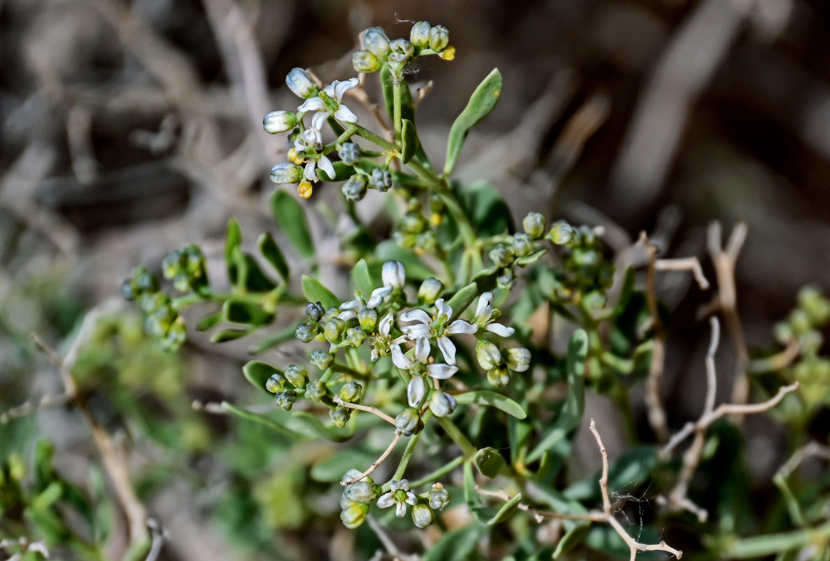 Image of Nitraria sibirica specimen.
