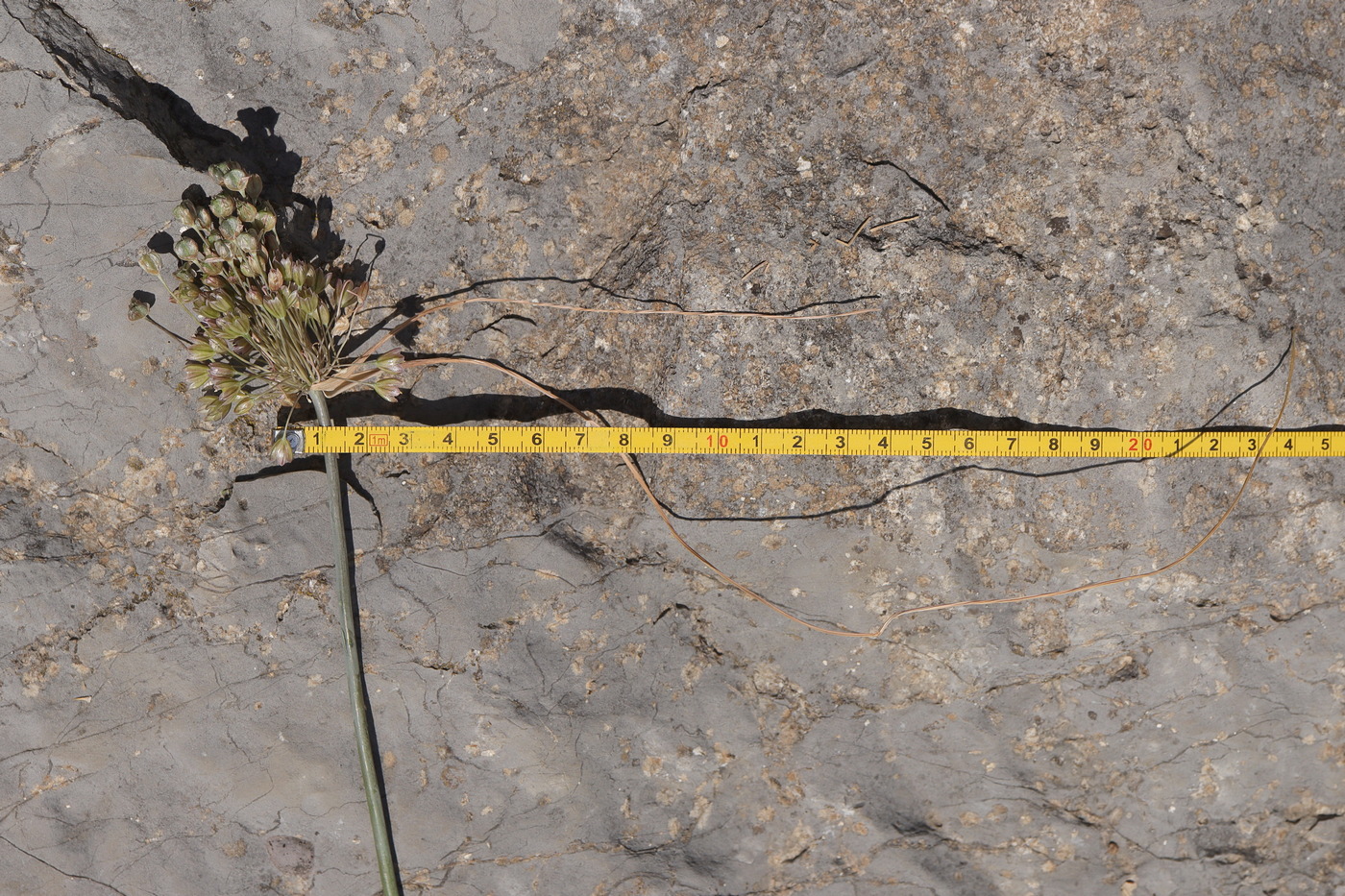 Image of genus Allium specimen.