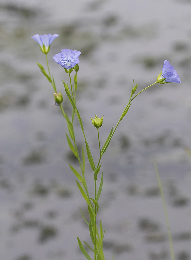 Изображение особи Linum usitatissimum.
