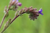 Anchusa officinalis. Часть соцветия с бутонами, цветком и завязями. Беларусь, Витебская обл., окр. пос. Езерище, суходольный луг по залежи. 11.06.2025.