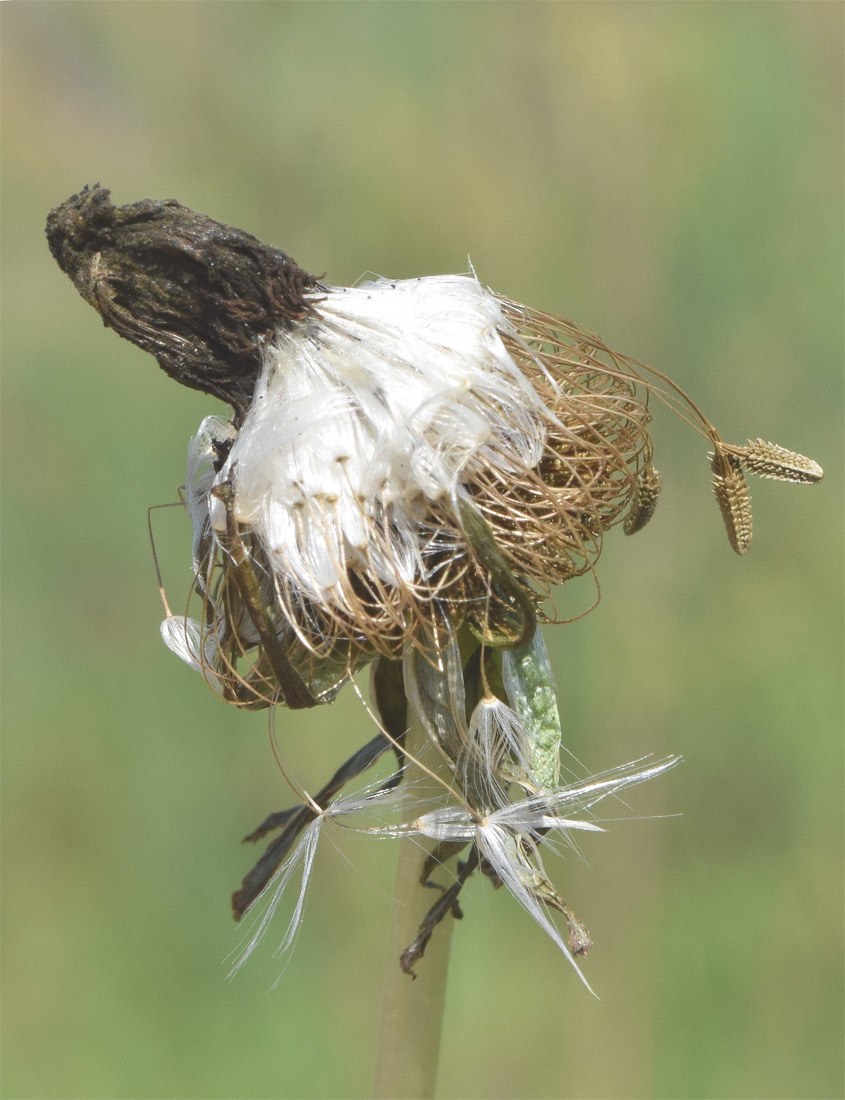 Image of genus Taraxacum specimen.