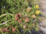 Vachellia karroo. Верхушка веточки с увядающими соцветиями и завязями. Жирона, комарка Баш Эмпорда, муниципалитет Калонже, дубово-сосновый лес, обочина просёлочной дороги, беглец из культуры. 03.08.2025.