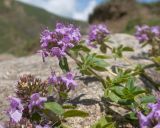род Thymus