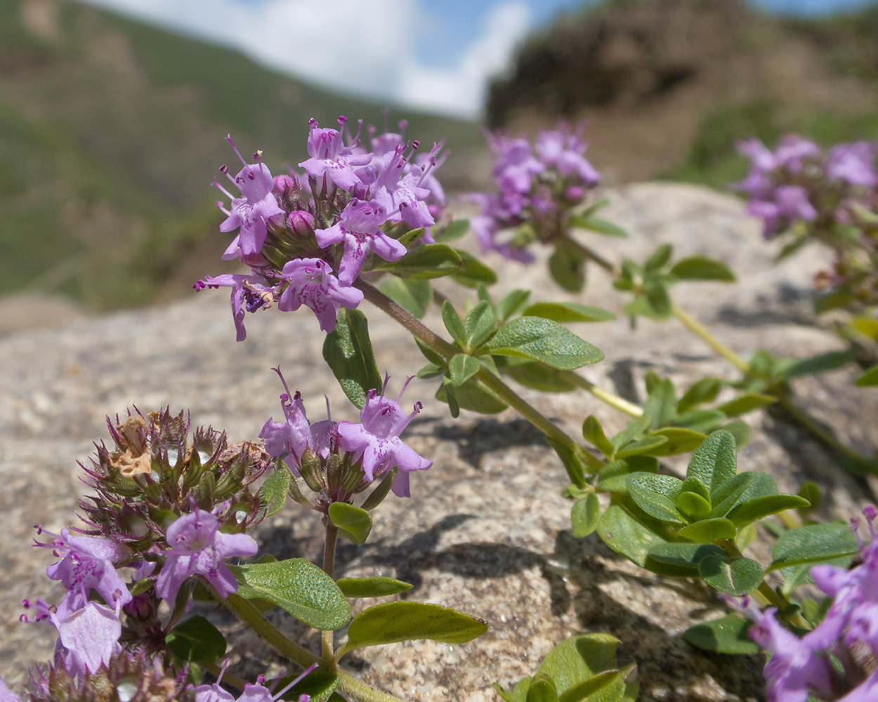 Изображение особи род Thymus.