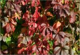 Parthenocissus quinquefolia. Листья в осеннем окрасе. Московская обл., Раменский р-н, окр. дер. Хрипань, садовый участок. 24.09.2025.