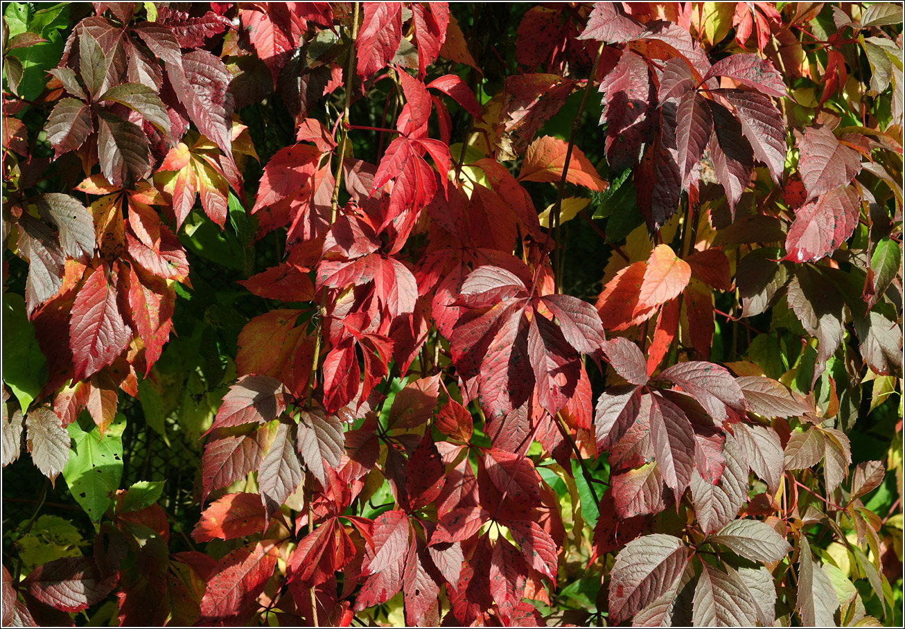 Image of Parthenocissus quinquefolia specimen.
