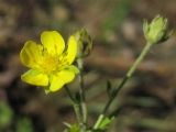 Potentilla argentea. Часть соцветия. Нидерланды, провинция Limburg, рудеральное местообитание у железнодорожной станции Mook-Molenhoek. 12 июня 2010 г.