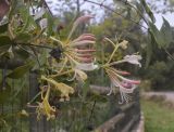 Lonicera periclymenum. Верхушка ветви с соцветиями. Испания, Каталония, пров. Жирона, комарка Баш Эмпорда, муниципалитет Санта-Кристина-де-Аро, окр. н.п. Романья-де-ла-Сельва, на ограждении усадьбы в поместье Mas Poncet. 13.10.2025.