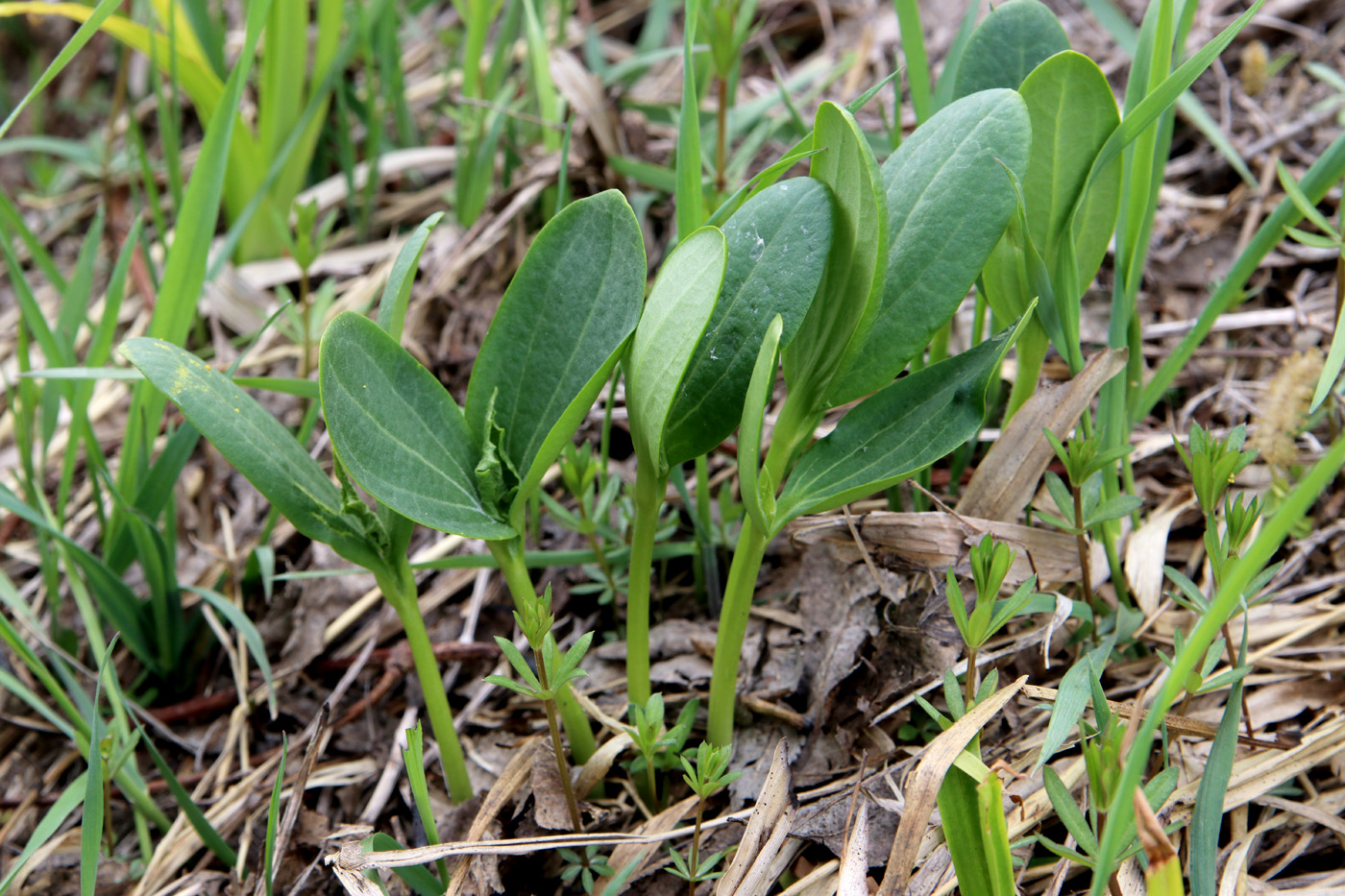 Изображение особи Echinocystis lobata.