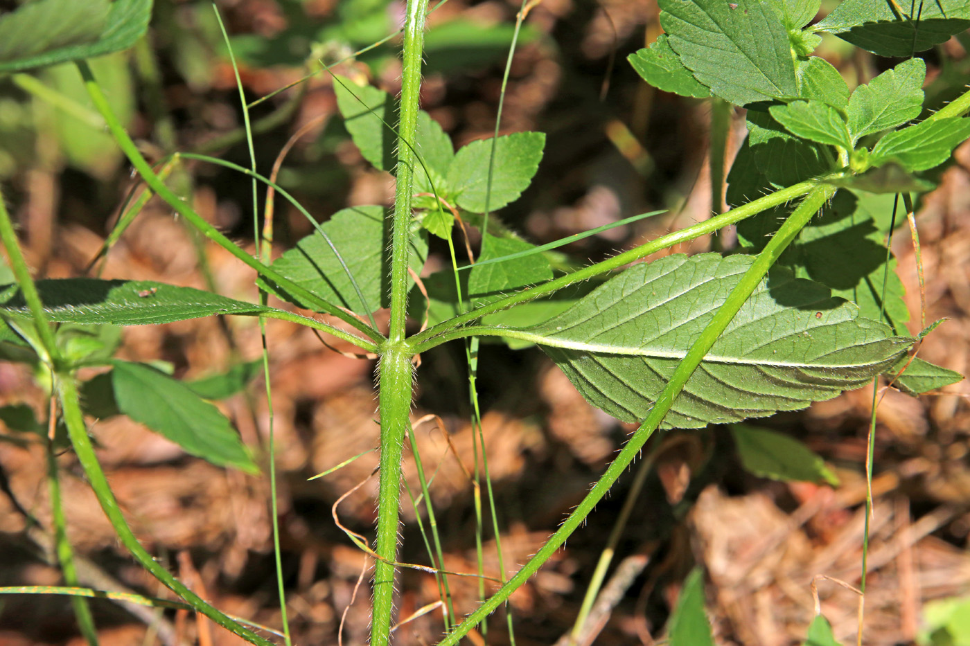 Изображение особи Galeopsis bifida.