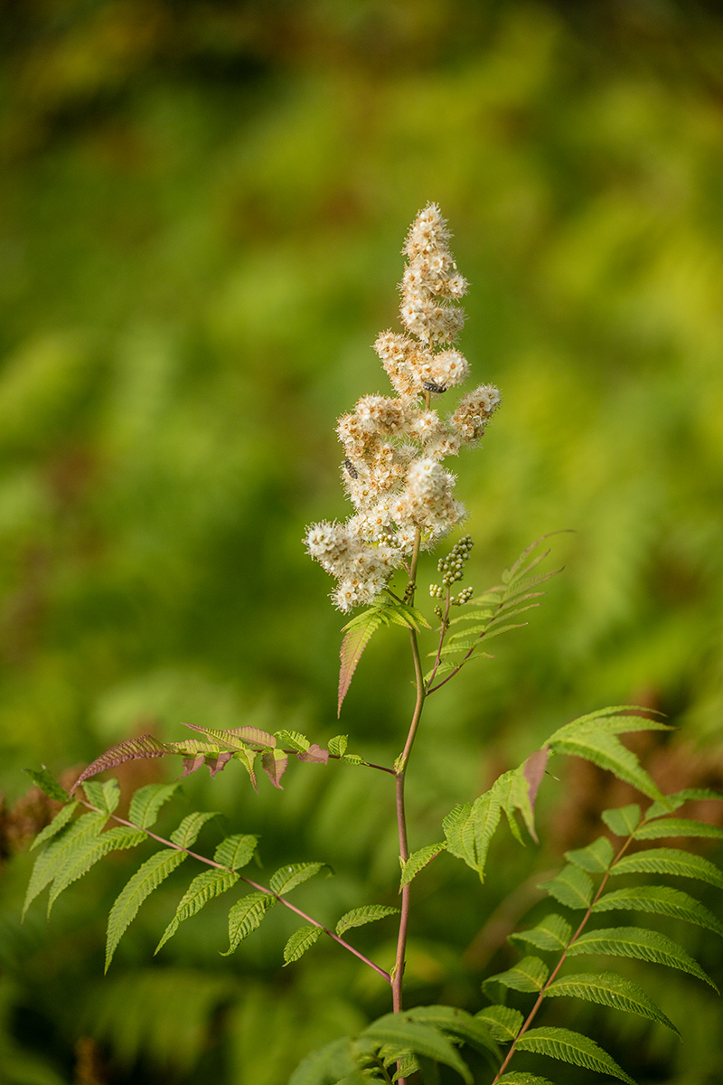 Image of Sorbaria sorbifolia specimen.