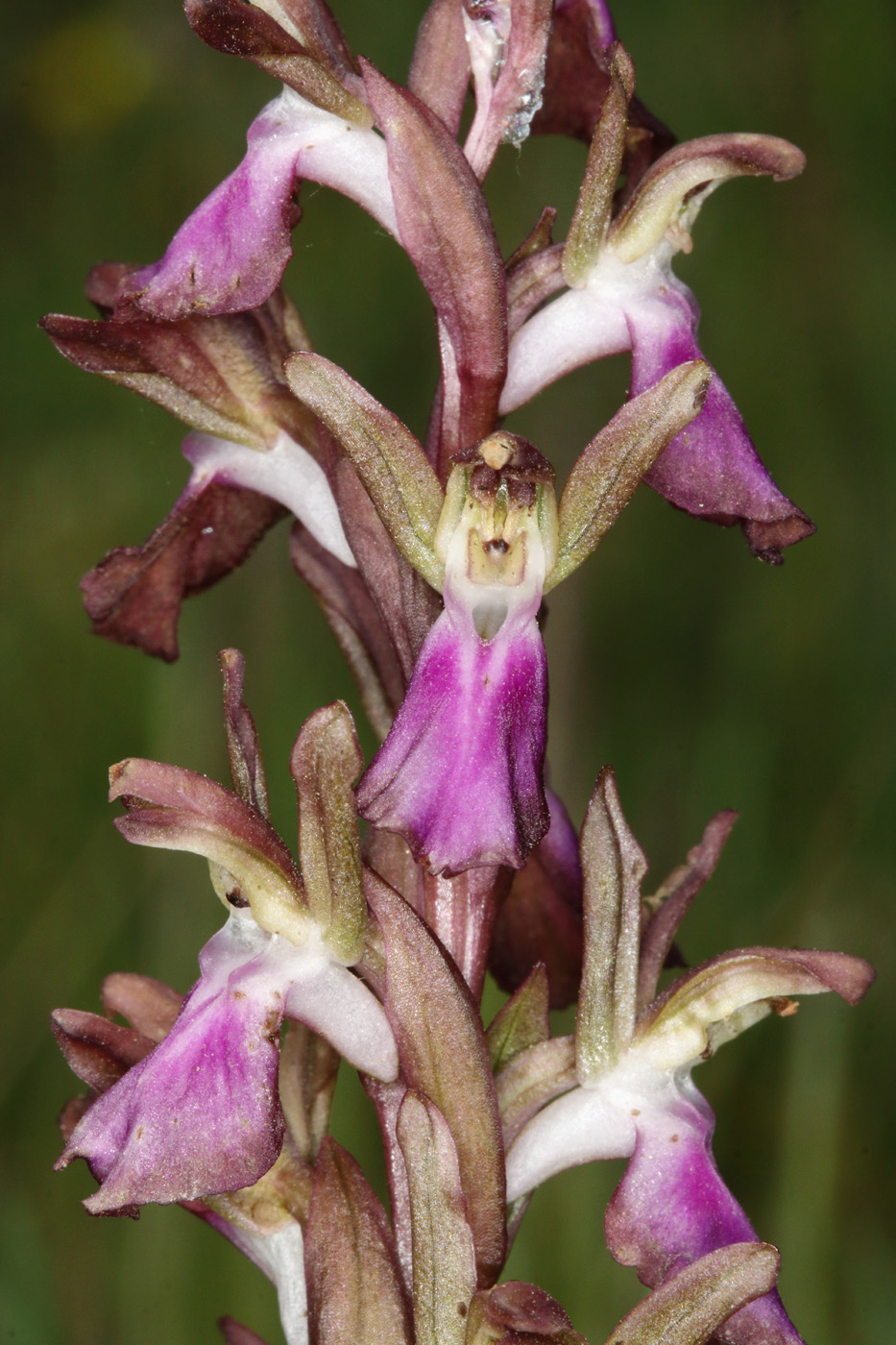 Изображение особи Anacamptis collina ssp. fedtschenkoi.