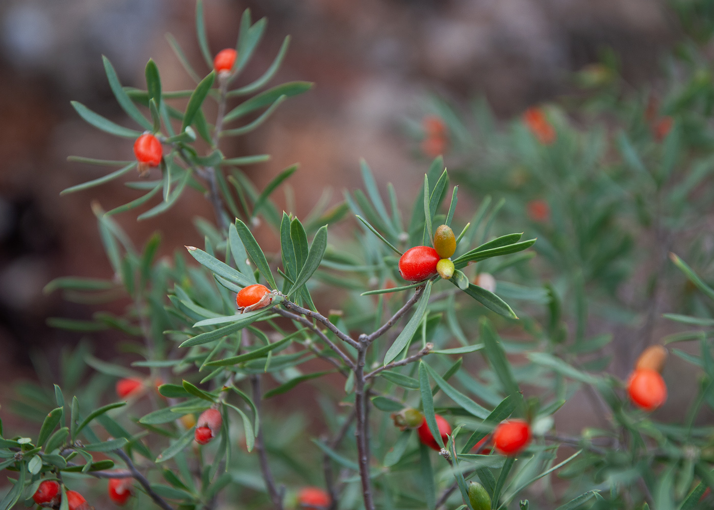Изображение особи Daphne gnidioides.