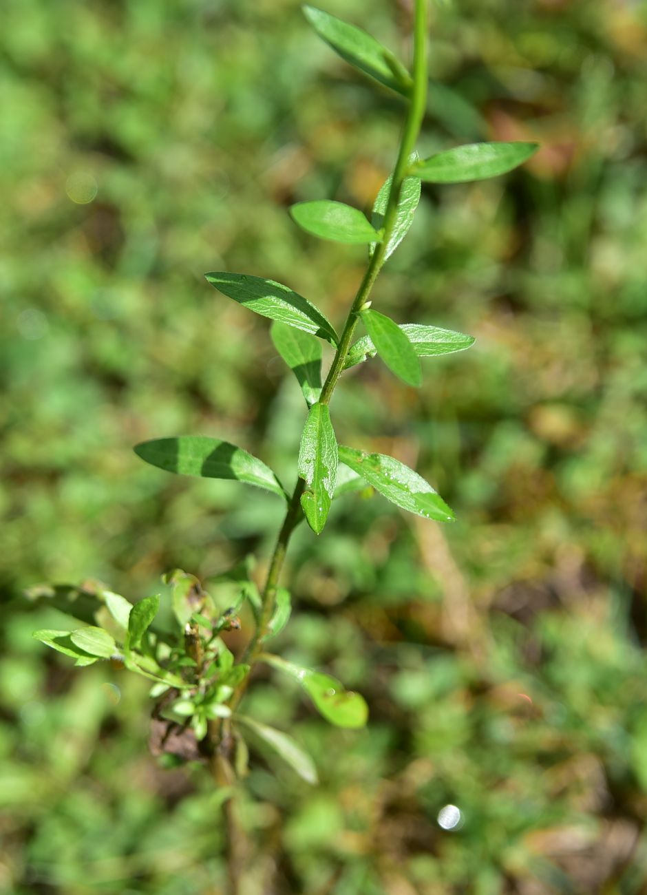 Изображение особи род Erigeron.