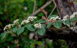 Cotoneaster multiflorus. Часть ветви с соцветиями. Китай, пров. Шэньси, национальный парк \"Хуашань\", ≈ 2000 м н.у.м., опушка смешанного леса. 02.06.2025.