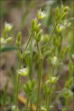 Cerastium brachypetalum subspecies tauricum