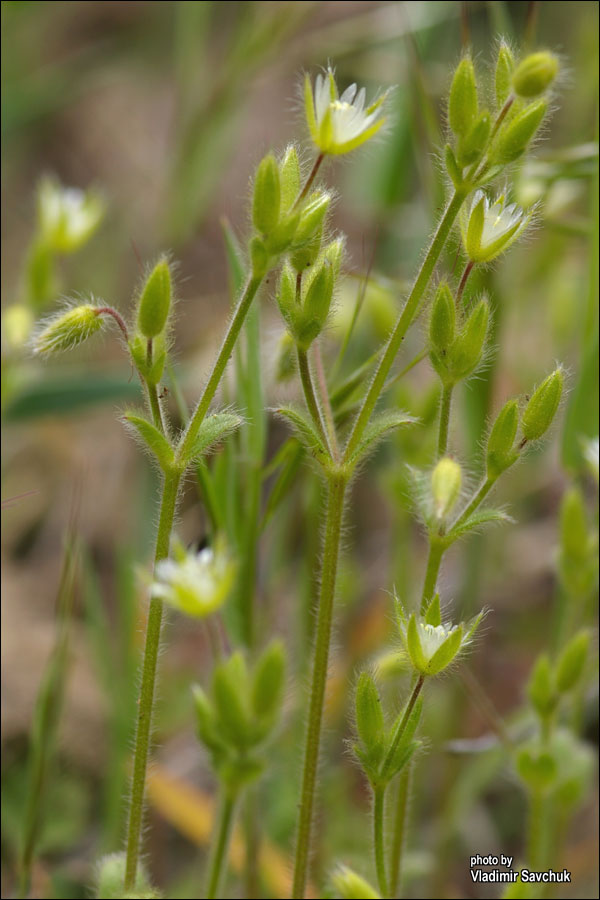 Image of Cerastium brachypetalum ssp. tauricum specimen.