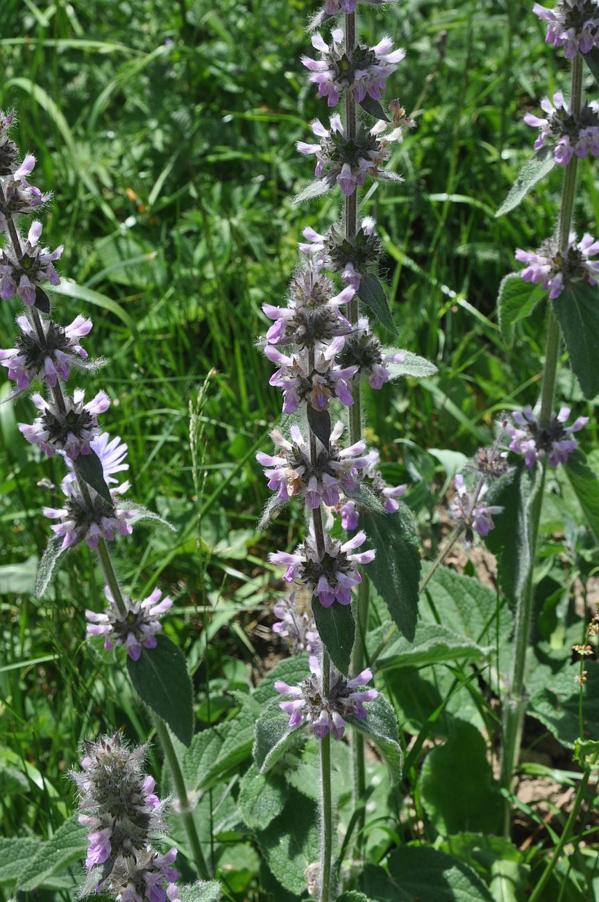 Image of Stachys balansae specimen.