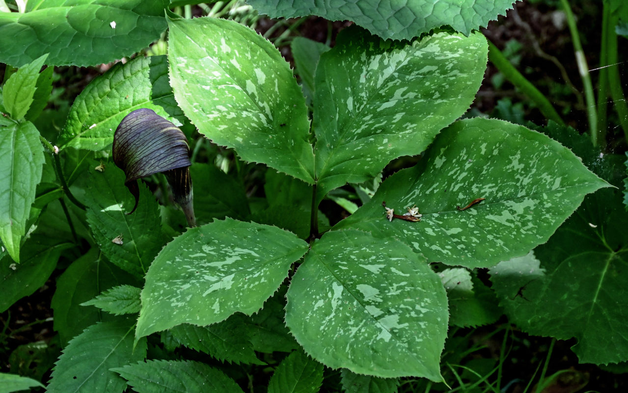 Изображение особи Arisaema bockii.