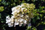 Hydrangea paniculata. Соцветие. Челябинская обл., г. Челябинск, в озеленении. 09.07.2024.