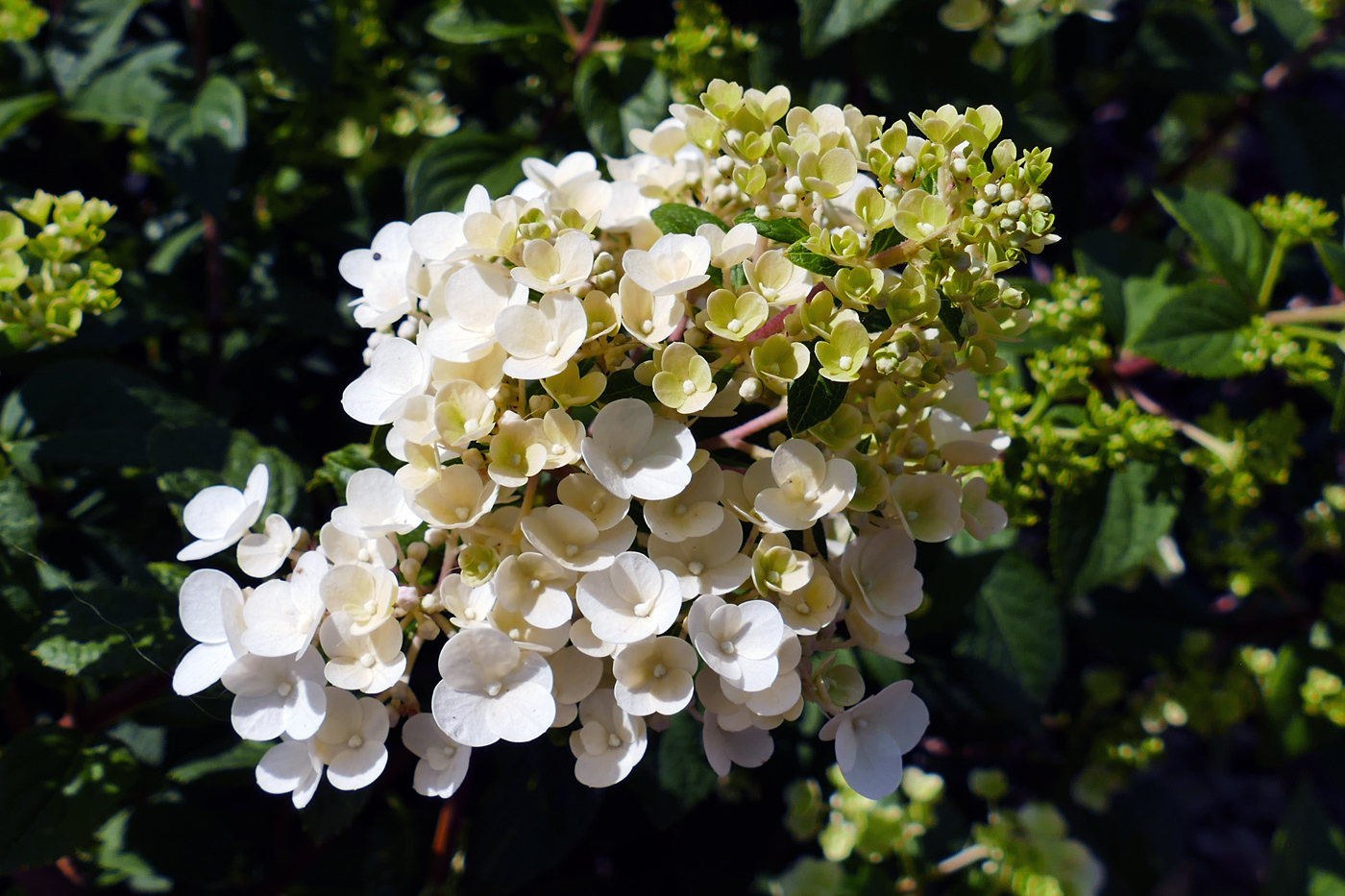Image of Hydrangea paniculata specimen.