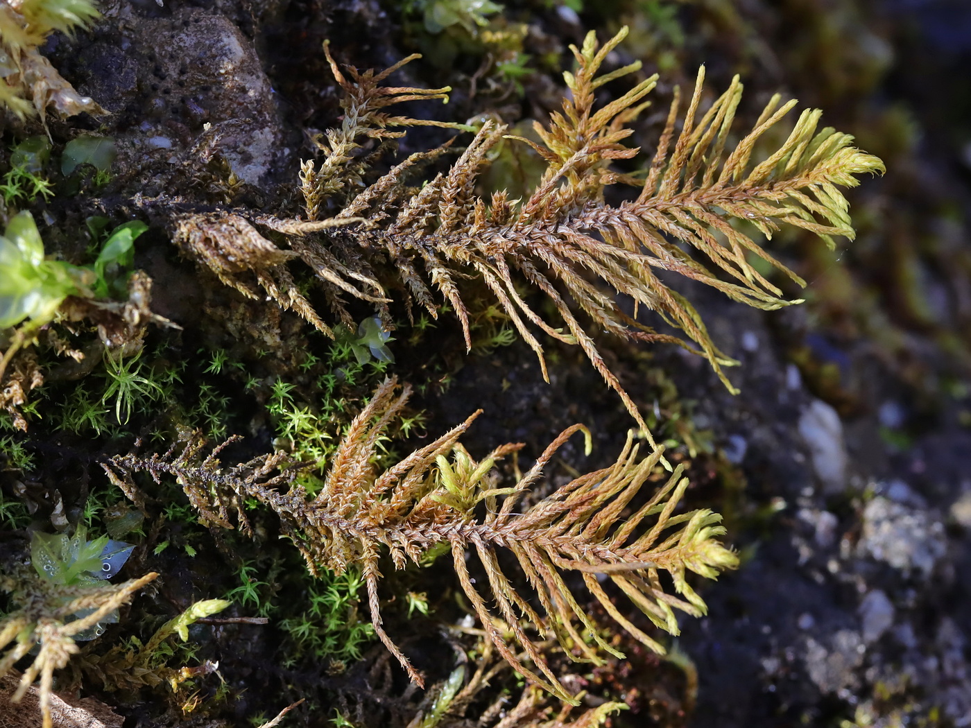 Image of Abietinella abietina specimen.