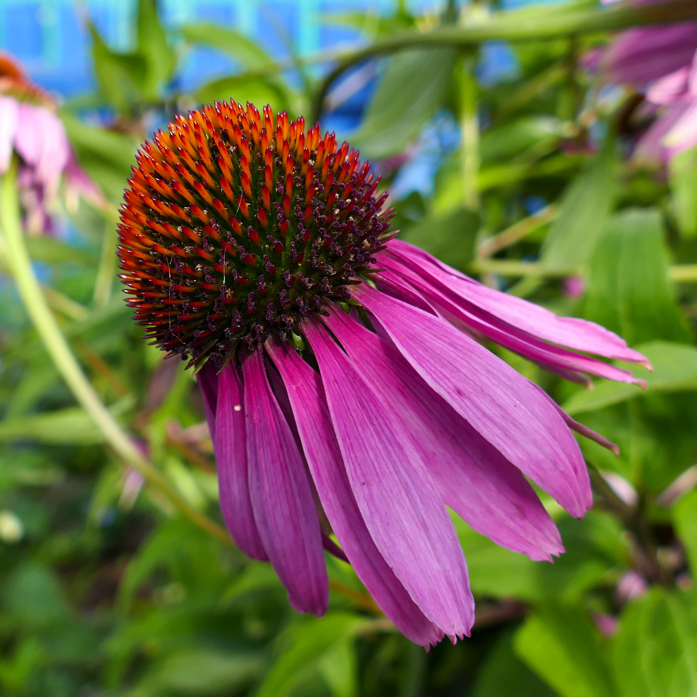 Image of Echinacea purpurea specimen.