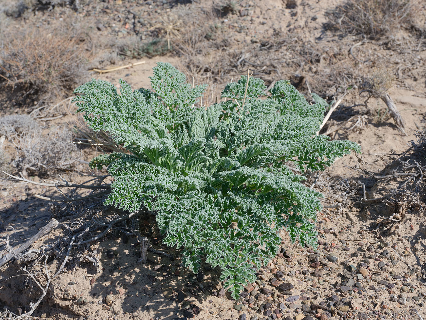 Image of Ferula iliensis specimen.