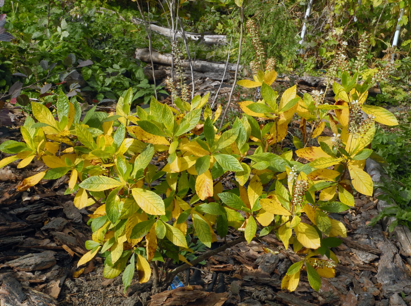 Image of Clethra alnifolia specimen.