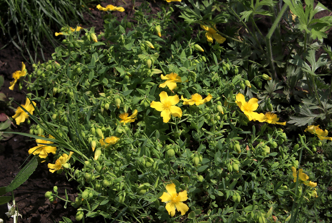 Image of Hypericum cerastoides specimen.