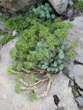 Euphorbia spinidens. Цветущее и плодоносящее (с незрелыми плодами) растение. Узбекистан, Сурхандарьинская обл., Байсунский р-н, ≈3 км на ю-в от с. Шораб; Памиро-Алай, Келиф-Шерабадская гряда, ≈1400 м н.у.м., в трещине камня. 14.04.2025.