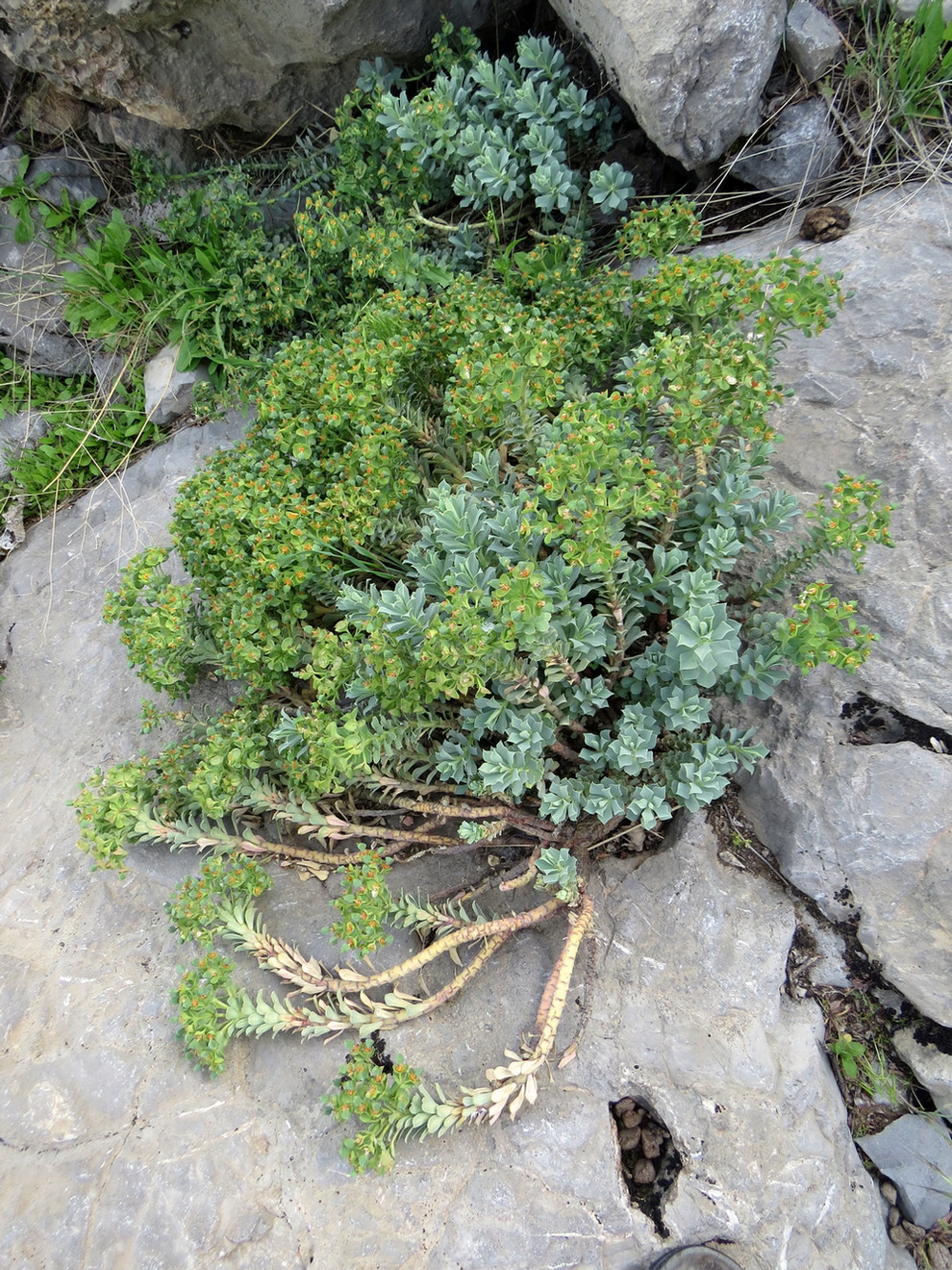 Изображение особи Euphorbia spinidens.