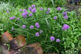 Allium schoenoprasum. Цветущие растения. Псковская обл., г. Великие Луки, палисадник. 12.06.2025.