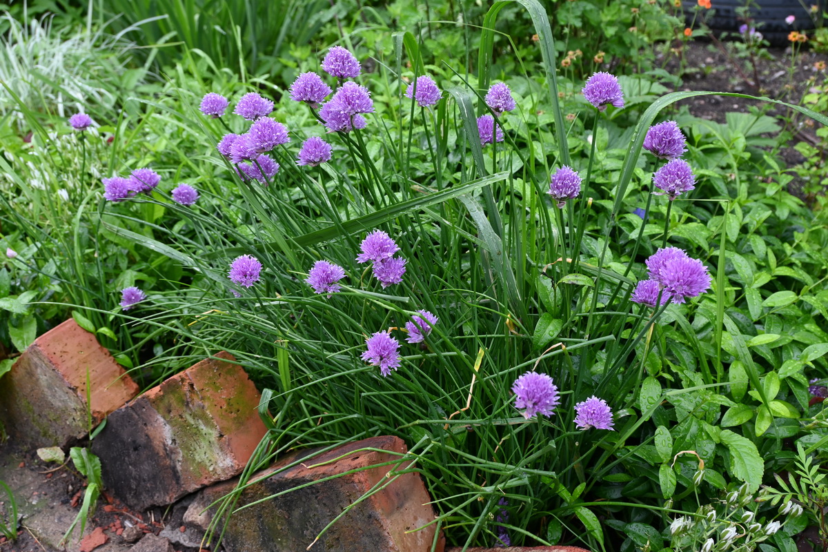 Image of Allium schoenoprasum specimen.
