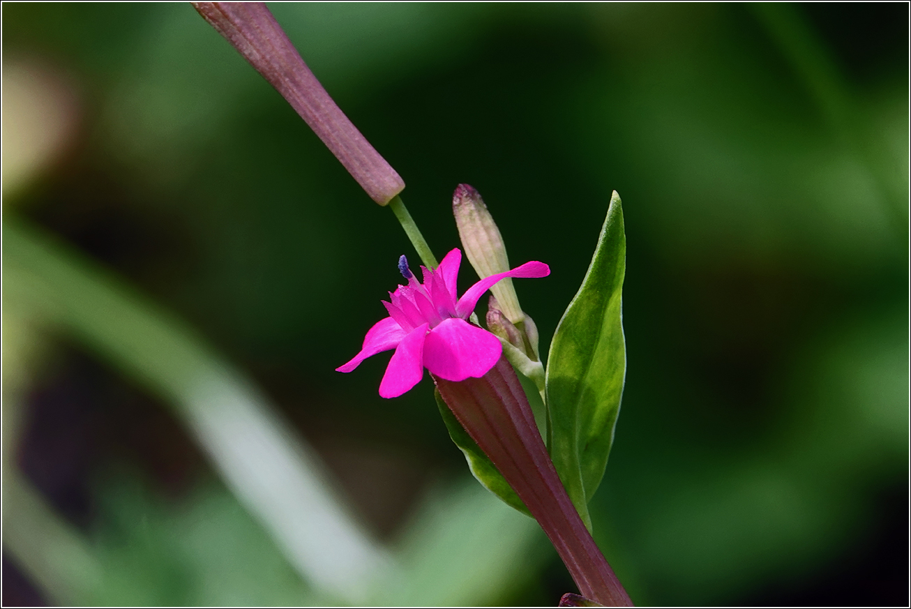 Image of Unknown species specimen.