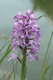 Orchis militaris. Соцветие. Ленинградская обл., Гатчинский р-н, окр. пос. Пудость, берег р. Ижора, бровка обрыва, луг. 10.06.2026.