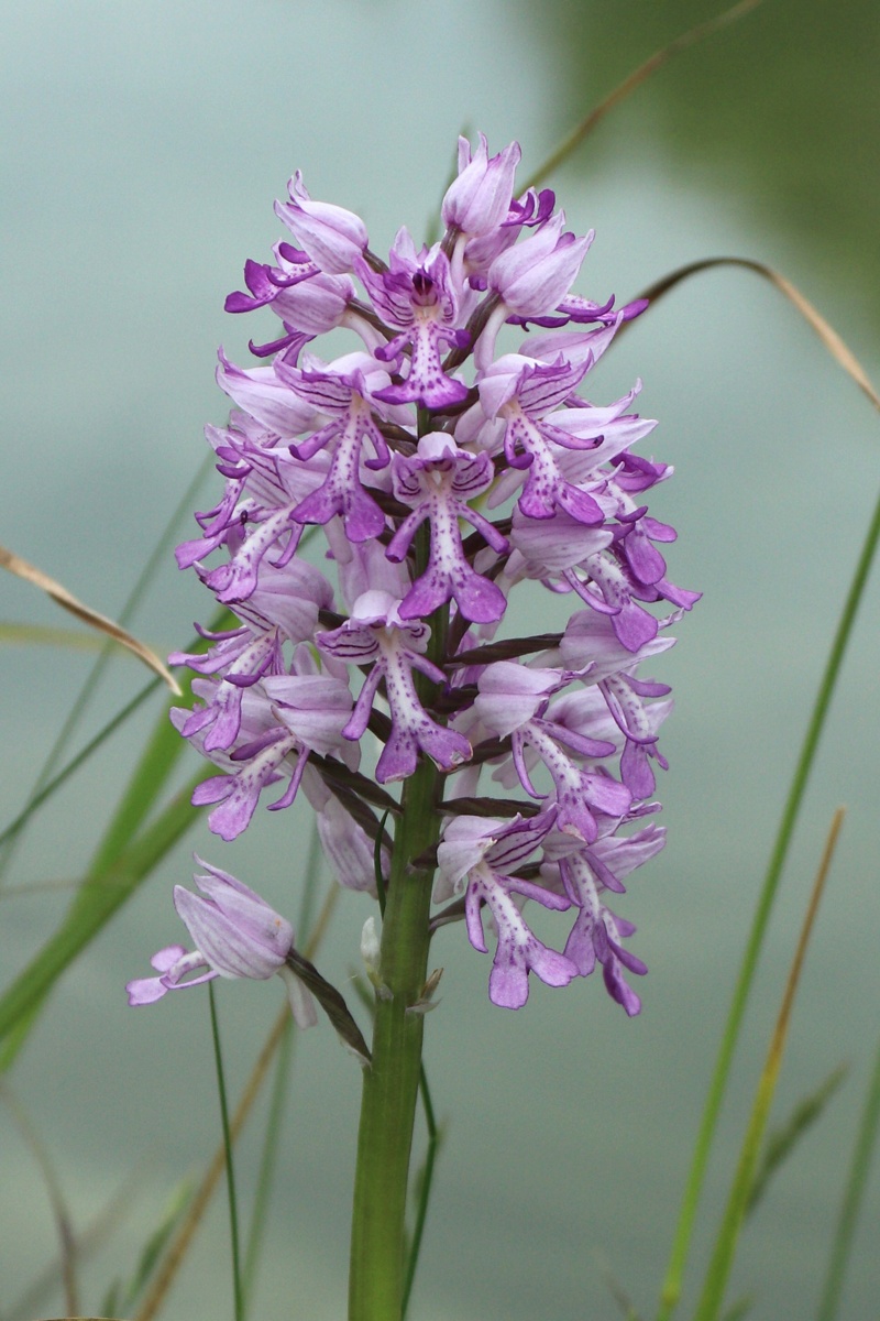 Изображение особи Orchis militaris.