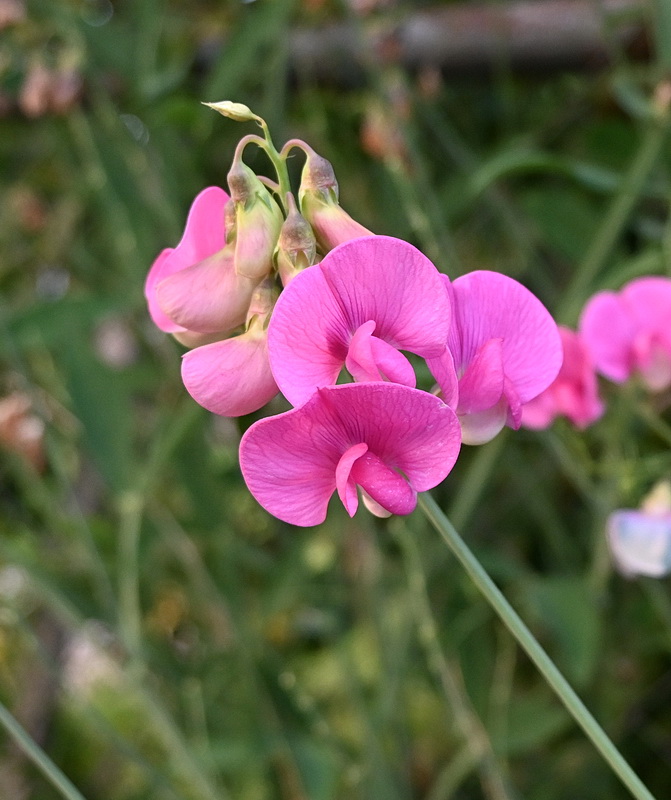 Image of Lathyrus sylvestris specimen.