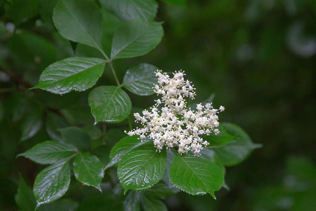 Image of Sambucus nigra specimen.
