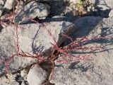 Polygonum polycnemoides. Вегетирующее растение. Таджикистан, Горно-Бадахшанская автономная обл., Рушанский р-н, хр. Музкол, оз. Шадау, Усойский завал, песчано-галечниковый пляж. 25 июня 2026 г.