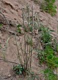 genus Melica. Цветущее растение. Китай, пров. Ганьсу, хр. Циляньшань, дол. Матисы, ≈ 2600 м н.у.м., глинистый склон. 05.06.2025.