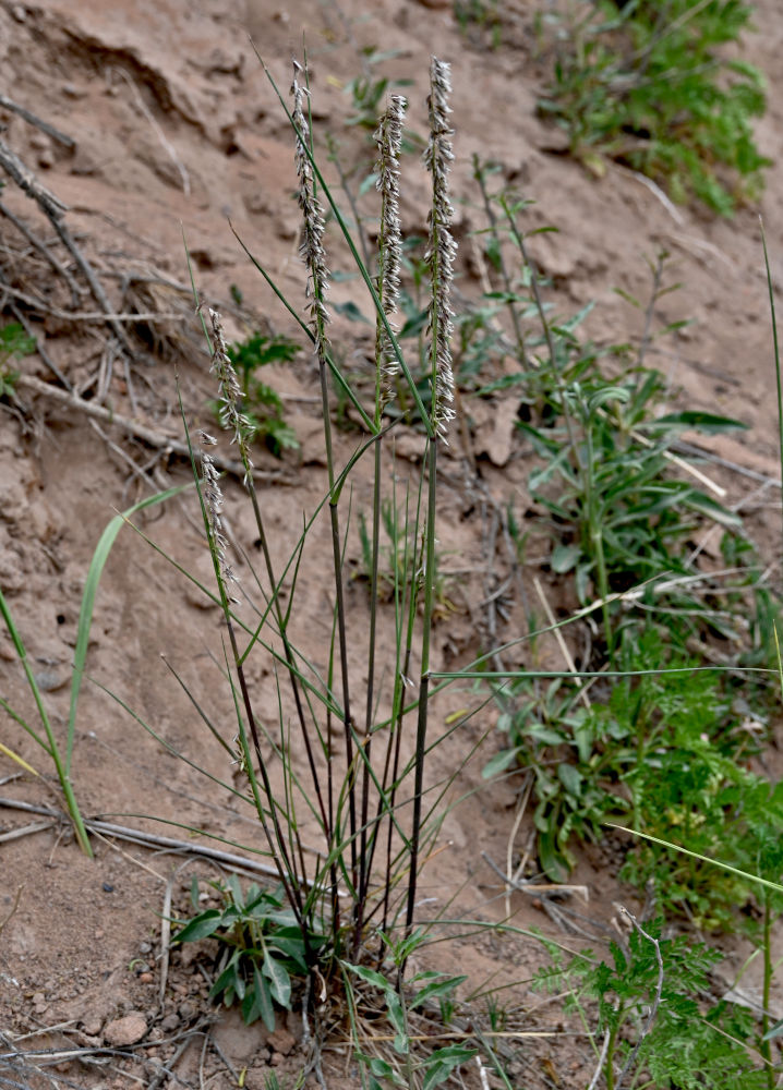 Image of Melica tangutorum specimen.