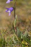Campanula collina. Нижняя часть цветущего растения. Кабардино-Балкария, Чегемский р-н, дол. р. Чегем, окр. т/б \"Башиль\", склон пика Турист, ≈ 2300 м н.у.м., субальпийский луг. 03.08.2026.