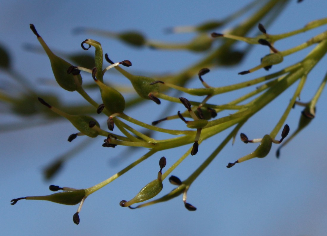 Image of genus Fraxinus specimen.