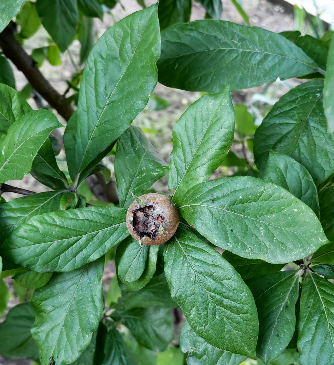 Изображение особи Mespilus germanica.