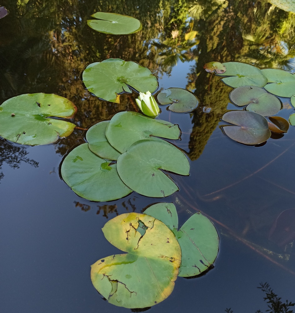 Image of genus Nymphaea specimen.