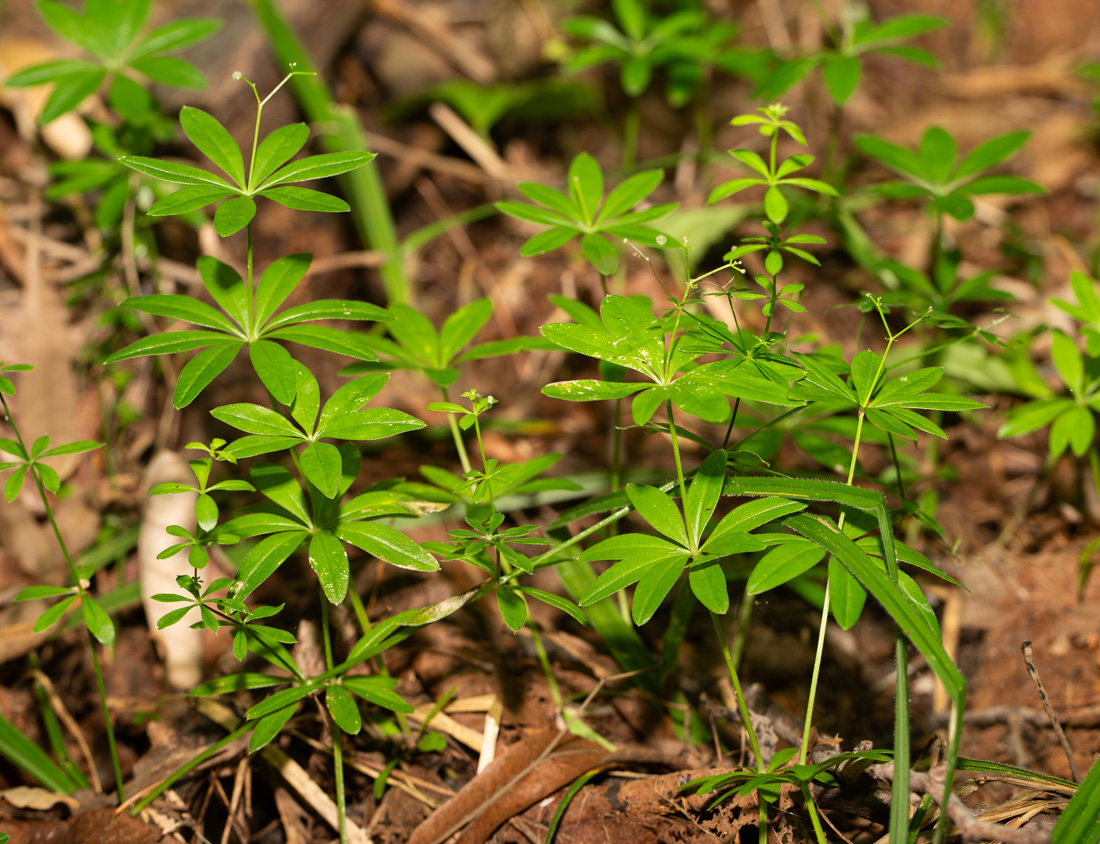 Изображение особи Galium odoratum.